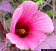 African Rosemallow flower (Hibiscus acetosella Welw. ex Hiern)