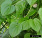 Air potato leaf (Dioscorea bulbifera)