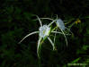 Alligator lily Hymenocallis palmeri