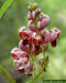 Image - American Groundnut (Apios americana) flower