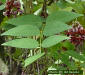 Image - American Groundnut (Apios americana) leaf