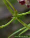 Image - American Groundnut (Apios americana) vine