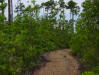 Bay swamp or Bay gall habitat