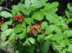 Brazilian Pepper (Schinus terebinthifolius)