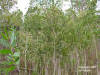 Broad-leaved paperbark (Melaleuca quinquenervia)