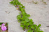 Seaside bean (Canavalia rosea)