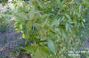 Scrub hickory (Carya floridana) image