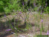 Chapman's gayfeather (Liatris chapmanii) growing in mesic pine flat woods