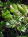 Image - Chapmans oak - Acorns