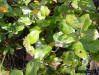 Image - Chapman's oak (Quercus chapmanii)