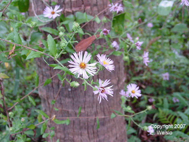 vines flowering florida palm sabal aster picture on aster climbing trunk climbing name
