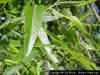 Image - Coastalplain Willow leaf detail.