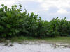 Seagrape tree