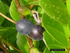 Image - Coco Plum fruit