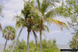 Coconut palm (Cocos nucifera L.)