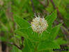 Common buttonbush (Cephalanthus occidentalis)