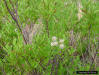 Common buttonbush (Cephalanthus occidentalis)