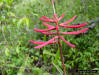 Coral Bean (Erythrina herbacea L)