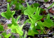 Picture of Coral Bean leaf