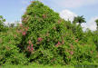 Image - Coral vine covering shrubs