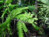 Image - Cypress Leaf