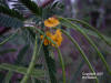 Danglepod (Sesbania herbacea) image