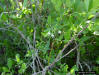 Image - Deerberry (Vaccinium stamineum L)