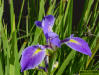 Dixie iris flower (Iris hexagona)