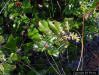 Image - Dwarf Live Oak and flowers
