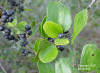 Earleaf Greenbrier (Smilax auriculata)