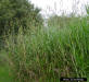 Elephantgrass (Pennisetum purpureum)