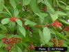 Firebush - Hamelia patens
