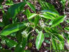 Florida Fiddlewood tree (Citharexylum spinosum L.)