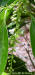 Image - Florida Fiddlewood tree flower(Citharexylum spinosum L.)