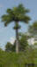 Florida Royal Palm (Roystonea regia (Kunth)O.F)