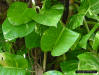 Golden Pothos leaf 