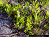 Image - Gopher apple (Licania michauxii Prance)