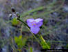 Grassleaf Roseling (Callisia graminea)