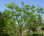 Gumbo Limbo (Bursera simaruba)