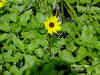 East coast beach sunflower (Helianthus debilis)