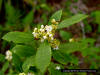 Image - Inkberry (Ilex glabra)
