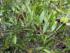 Laurel Greenbriar (Smilax laurifolia)