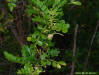 Lime Prickly Ash ( Zanthoxylum fagara )