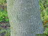 Image - Bark on Mahogany tree sapling