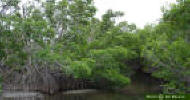 Image - Red Mangrove trees