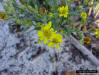 Maryland Goldenaster (Chrysopsis mariana (L.)Elliott)