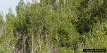 Monoculture of Melaleuca trees
