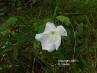 Image - Moonflowers (Ipomoea alba)