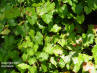 Muscadine grape (Vitis rotundifolia)