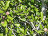 Myrtle Oak (Quercus myrtifolia)